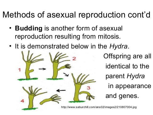 2 methods of asexual reproduction in hydras 2 methods of asexual reproduction in hydras